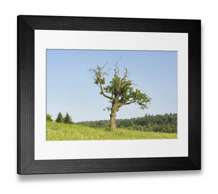 Framed Print : Old cherry tree in summer meadow Framed Print : Old cherry tree in summer meadow