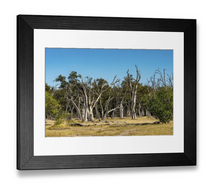 Framed Print : Withered forest and bare trees Framed Print : Withered forest and bare trees