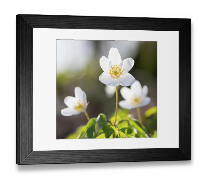 Framed Print : Wood anemone (Anemonoides nemorosa) (Syn)