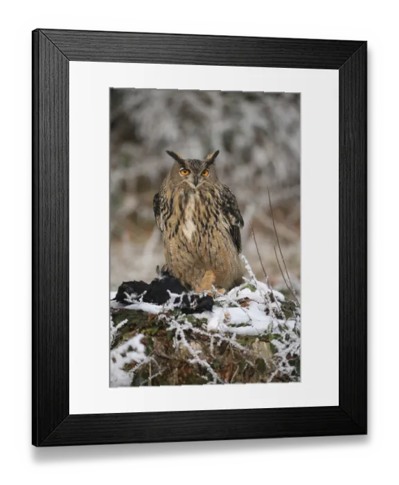 Framed Print : Eurasian eagle-owl (Bubo bubo) with captured crow (Corvus) in winter forest Framed Print : Eurasian eagle-owl (Bubo bubo) with captured crow (Corvus) in winter forest