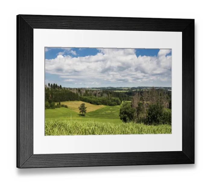 Framed Print : Dead spruces, climate change, heat Framed Print : Dead spruces, climate change, heat