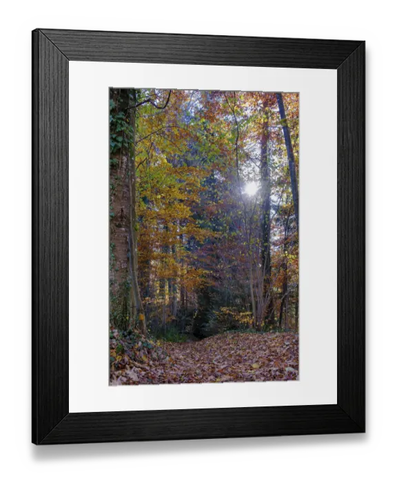 Framed Print : Autumn, forest, deciduous forest