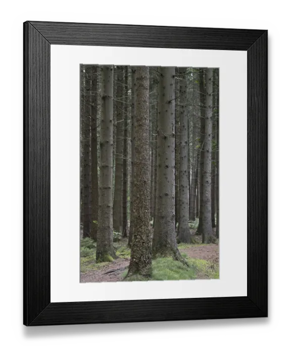 Framed Print : Spruce forest (Picea abies), Emsland
