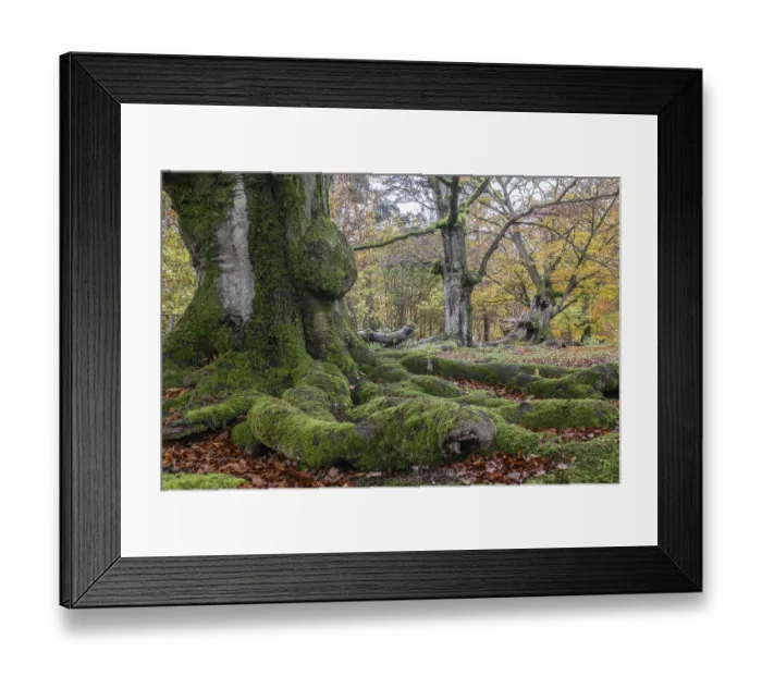 Framed Print : Old copper beeches (Fagus sylvatica) in the Hutewald Halloh