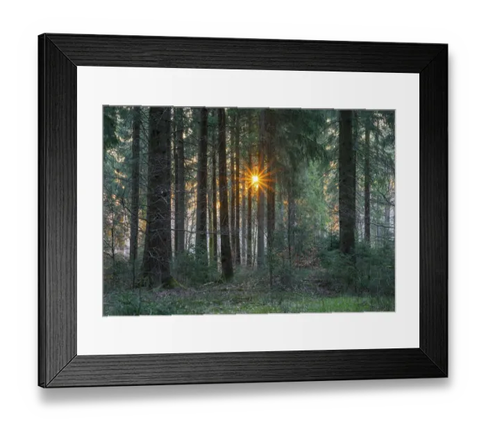 Framed Print : Spruce forest, european spruce (Picea abies) in backlight with sun star Framed Print : Spruce forest, european spruce (Picea abies) in backlight with sun star
