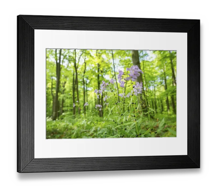 Framed Print : Large-flowered bittercress (Cardamine bulbifera) Framed Print : Large-flowered bittercress (Cardamine bulbifera)