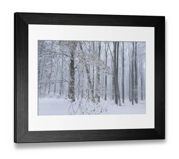 Framed Print : Snow-covered deciduous forest in the fog