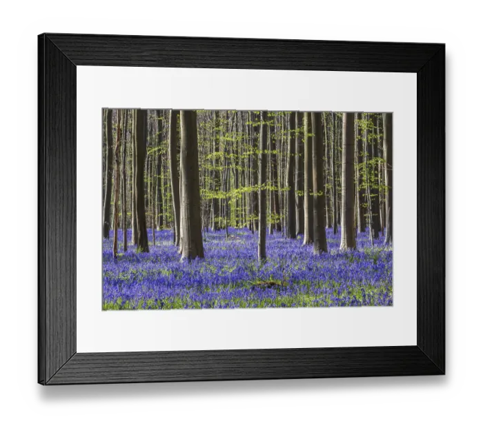Framed Print : Blue flowering bluebells (Hyacinthoides non-scripta) in the copper beech (Fagus sylvatica) forest