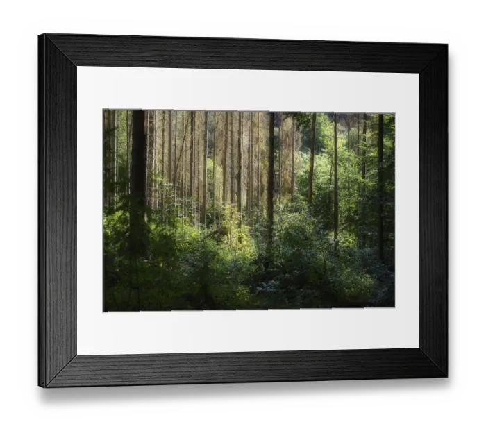 Framed Print : Forest dieback in Geisenheim, Rheingau Framed Print : Forest dieback in Geisenheim, Rheingau