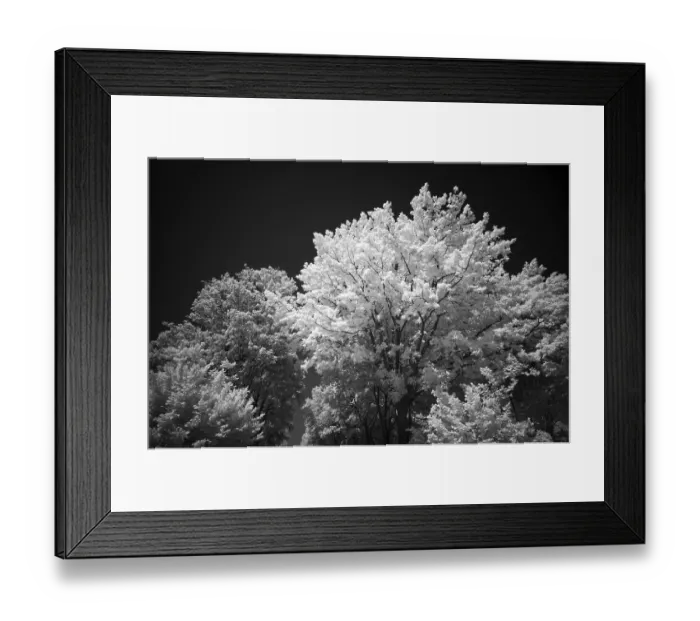 Framed Print : Mixed forest, trees, infrared image Framed Print : Mixed forest, trees, infrared image
