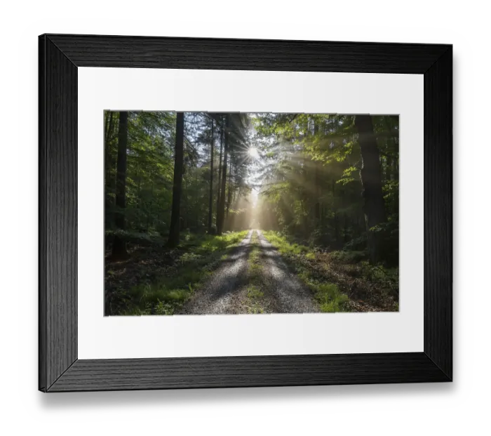 Framed Print : Forest road with sun and sunbeams in the morning Framed Print : Forest road with sun and sunbeams in the morning