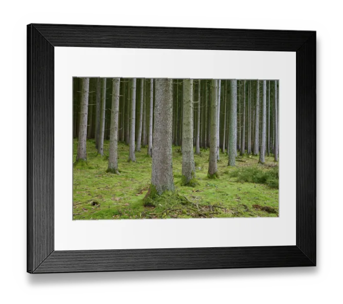 Framed Print : Spruce tree forest, Odenwald, Hesse