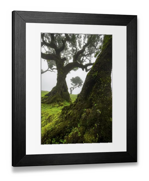 Framed Print : Stinkwood (Ocotea foetens) overgrown with moss and plants in the mist Framed Print : Stinkwood (Ocotea foetens) overgrown with moss and plants in the mist