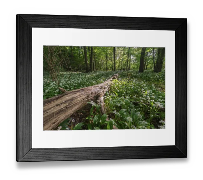 Framed Print : Mixed deciduous forest in spring Framed Print : Mixed deciduous forest in spring