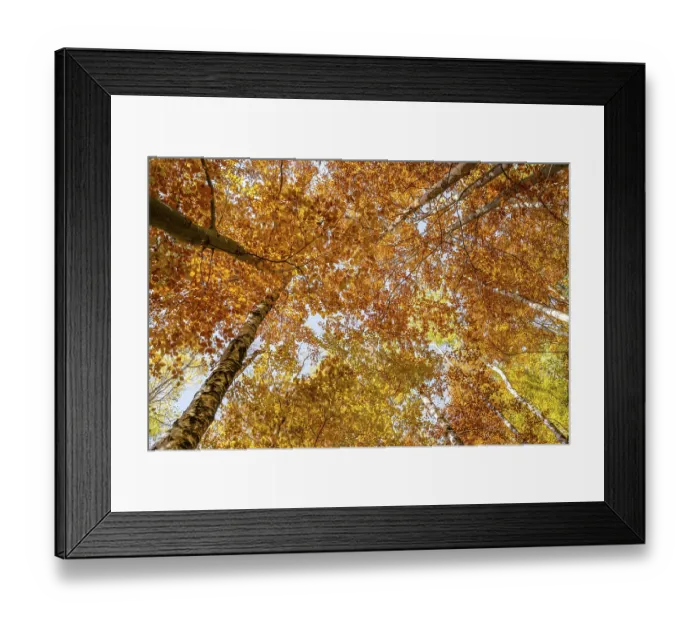 Framed Print : Frog perspective, deciduous forest in autumn