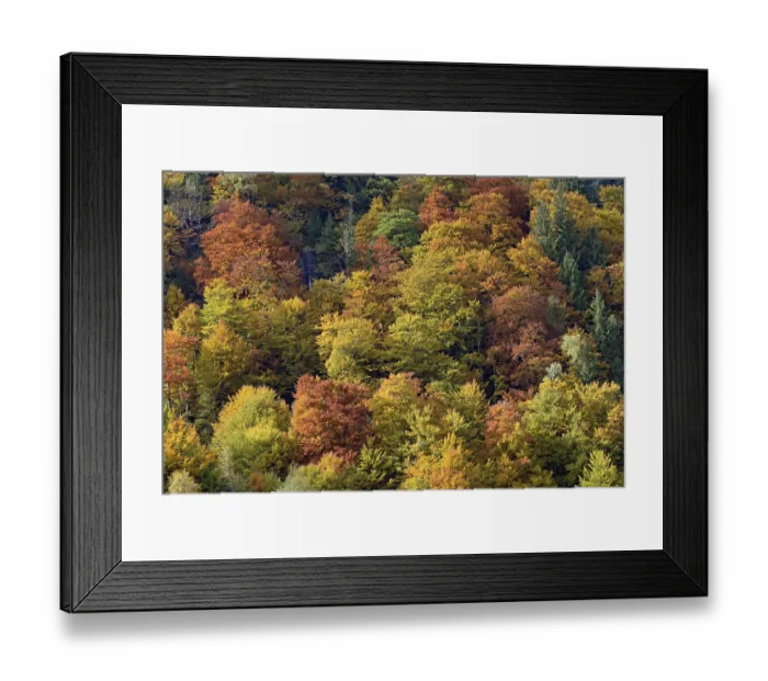 Framed Print : Mixed deciduous forest on the mountain slope with autumn colouring