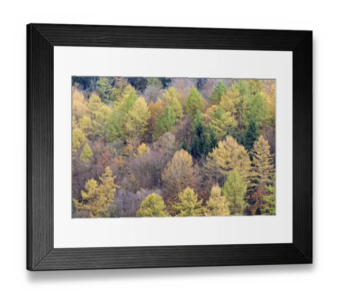 Framed Print : Mixed forest with Larches (Larix) Framed Print : Mixed forest with Larches (Larix)