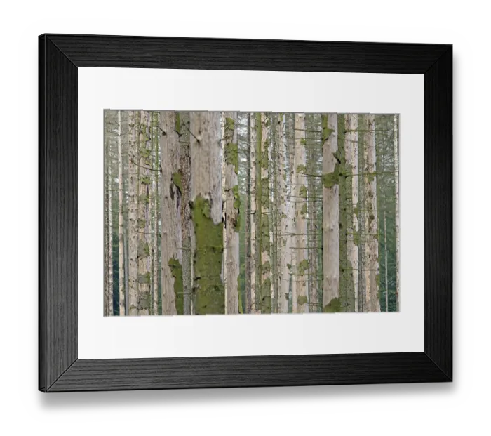 Framed Print : Coniferous forest, dead spruce (Picea abies) due to bark beetle infestation and drought