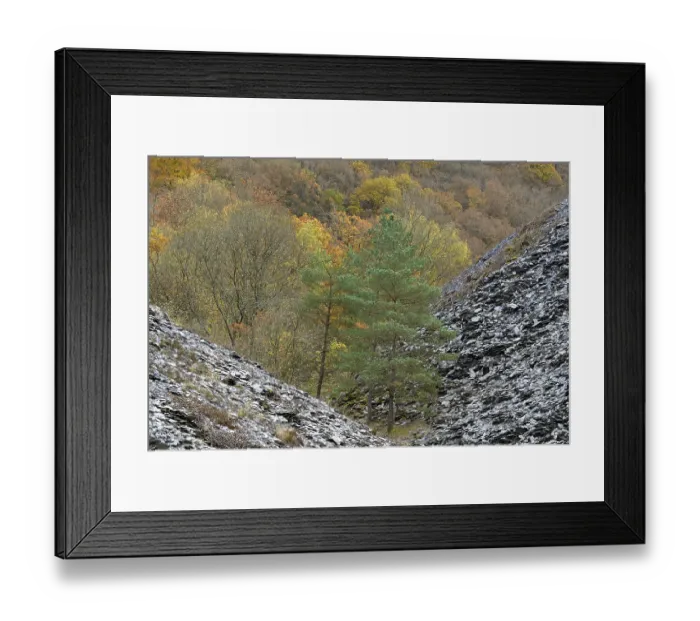 Framed Print : Mixed forest, pines (Pinus) and deciduous trees with autumn leaves between slate dumps