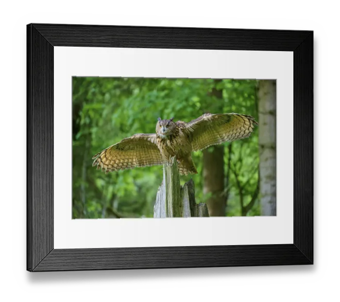 Framed Print : Eurasian eagle-owl (Bubo bubo) Framed Print : Eurasian eagle-owl (Bubo bubo)