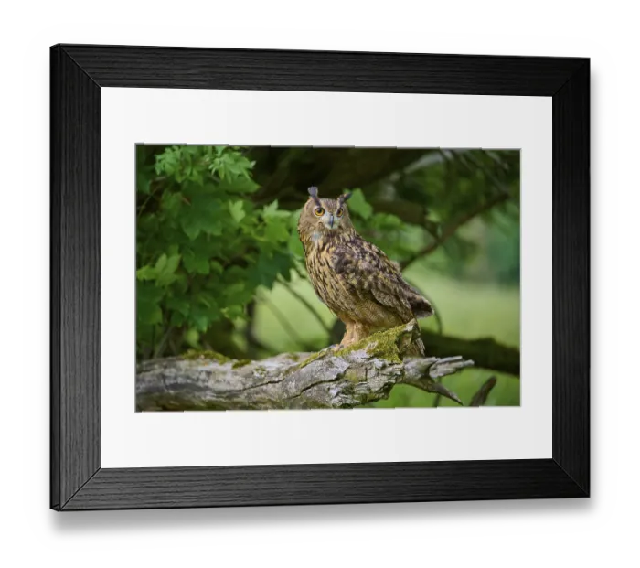 Framed Print : Eurasian eagle-owl (Bubo bubo)