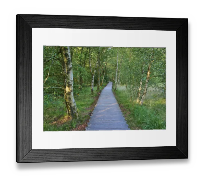 Framed Print : A narrow wooden plank path leads through a green bog birch forest on a quiet summer's day Framed Print : A narrow wooden plank path leads through a green bog birch forest on a quiet summer's day