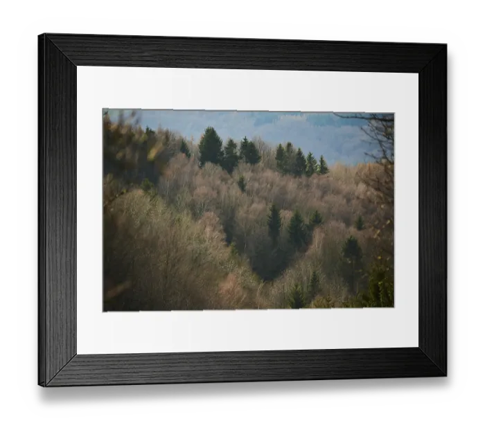 Framed Print : Common beech (Fagus sylvatica) and Norway spruce (Picea abies) trees in a forest Framed Print : Common beech (Fagus sylvatica) and Norway spruce (Picea abies) trees in a forest