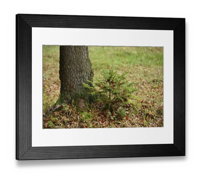 Framed Print : A little Norway spruce (Picea abies) tree growing in a forest in autumn