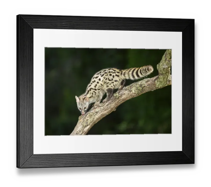 Framed Print : Common genet (Genetta genetta)