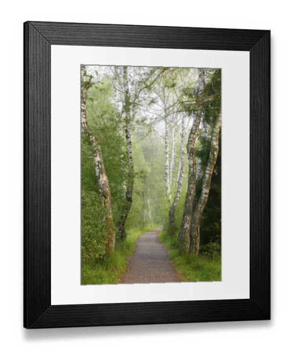 Framed Print : A quiet forest path lined with birch trees in green light