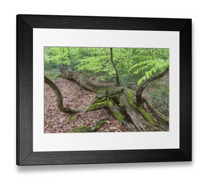 Framed Print : Dead tree in beech forest ( Fagus sylvatica) with fresh leaves