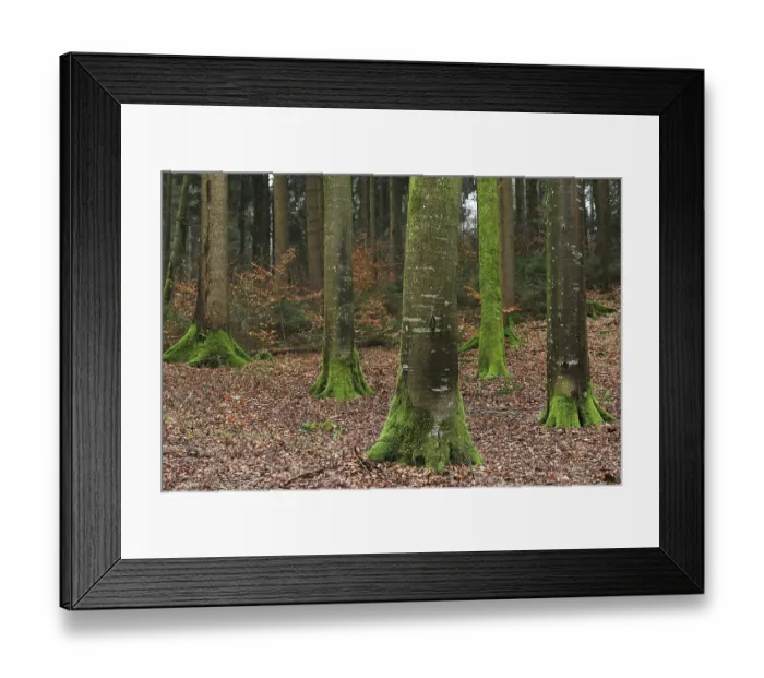 Framed Print : Beech (Fagus) forest, Beech family (Fagaceae) Framed Print : Beech (Fagus) forest, Beech family (Fagaceae)