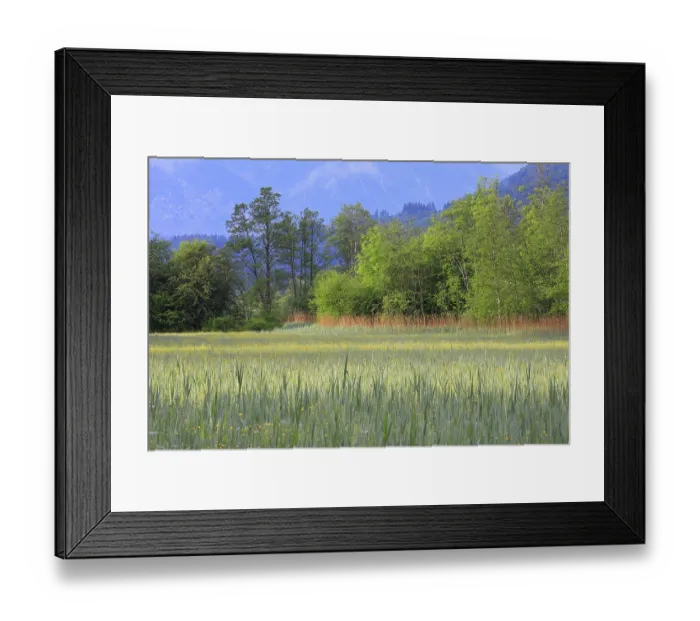 Framed Print : Buttercup (Ranunculus), Ranunculaceae Common reed (Phragmites australis)