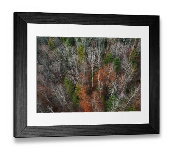Framed Print : Drone shot, autumnal mixed forest from above