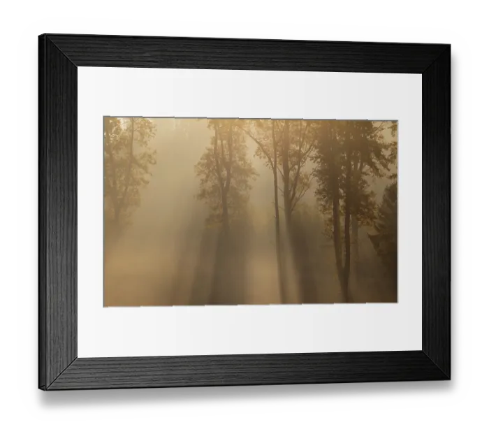 Framed Print : Sunrise with morning fog in the deciduous forest