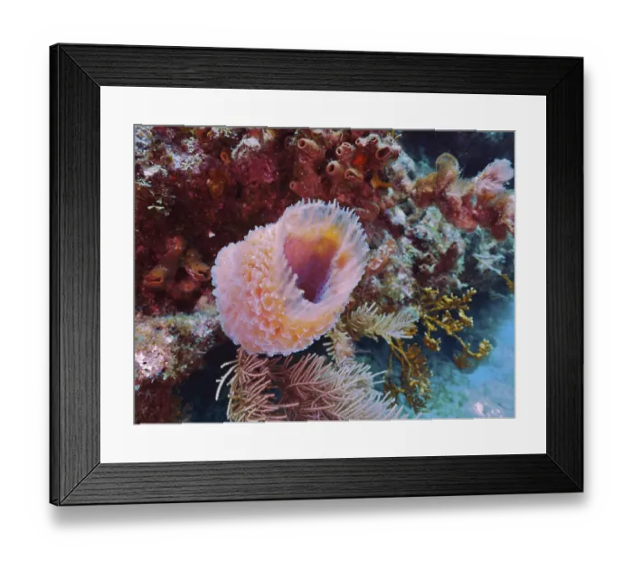 Framed Print : Pink vase sponge (Callyspongia plicifera)