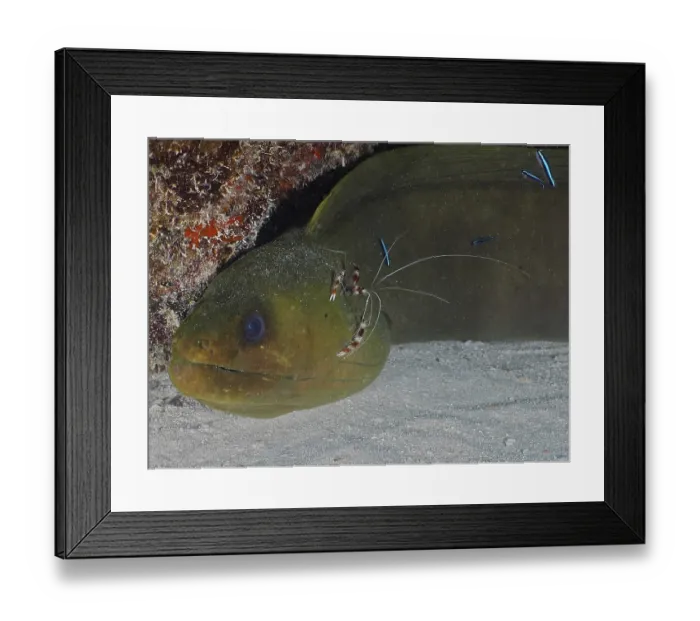 Framed Print : A moray eel with cleaning shrimps in a cramped underwater scene Framed Print : A moray eel with cleaning shrimps in a cramped underwater scene