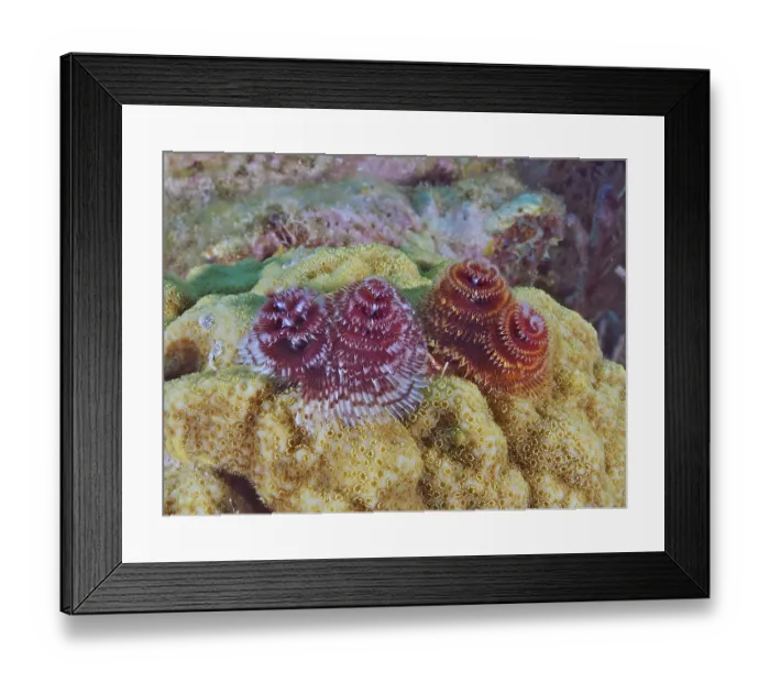 Framed Print : Colourful tubeworms, Christmas tree worm (Spirobranchus giganteus)
