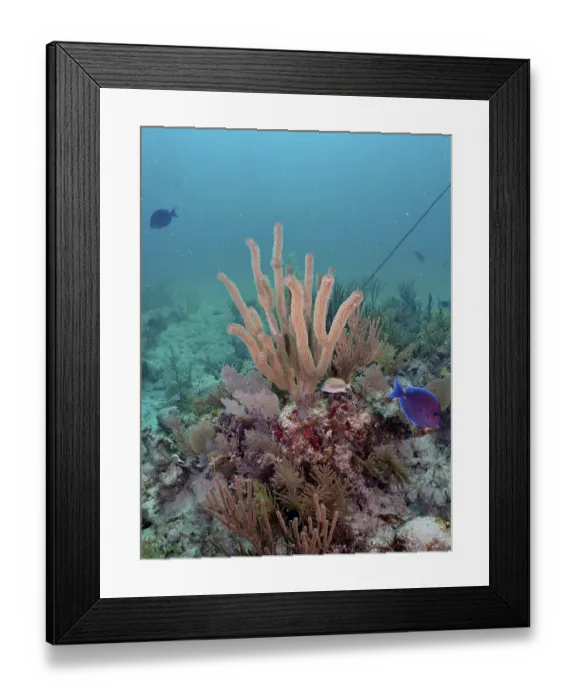 Framed Print : Diverse coral formations