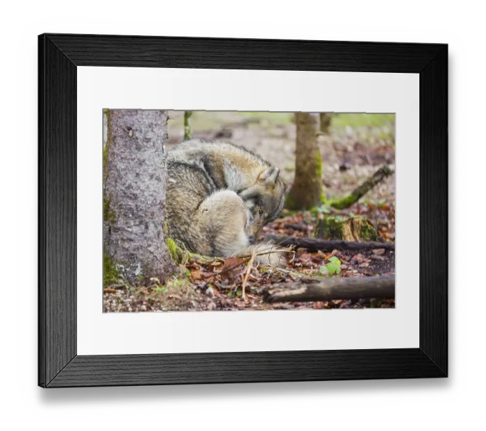 Framed Print : A male gray wolf (Canis lupus lupus) sits next to a tree in a forest and grooms himself