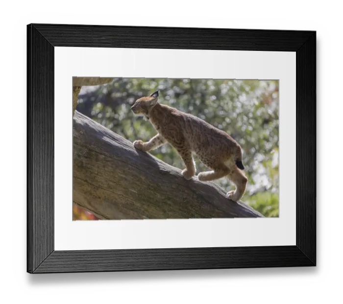 Framed Print : One Eurasian lynx, (Lynx lynx)