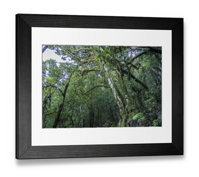 Framed Print : Forest in Garajonay National Park