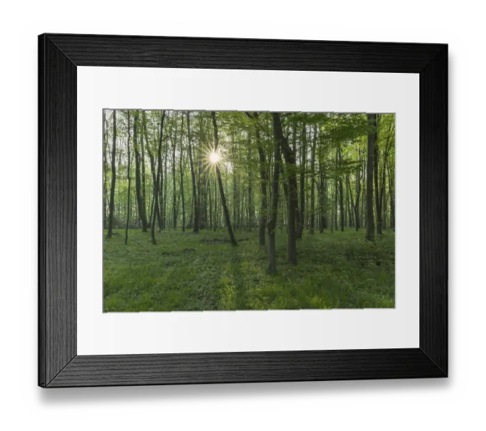 Framed Print : Sun shining through European beech (Fagus sylvatica)