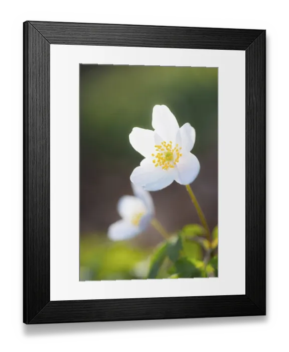 Framed Print : Wood anemone (Anemonoides nemorosa) (Syn)