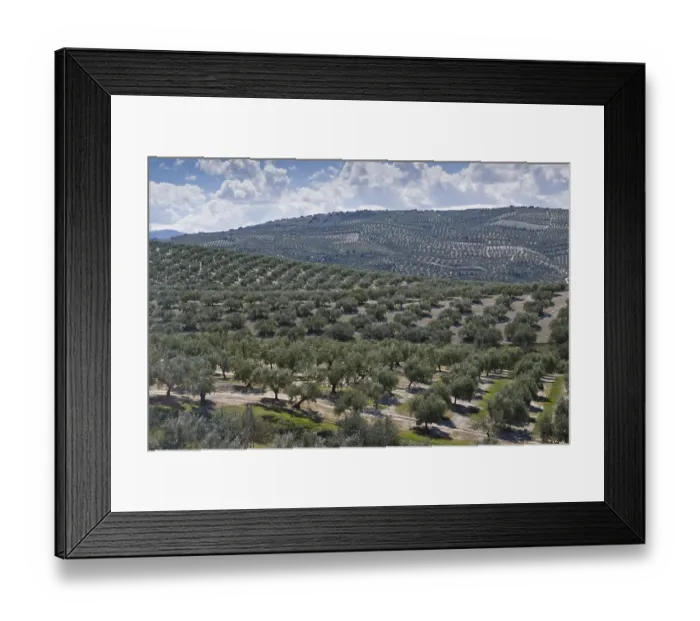 Framed Print : Olive (Olea europaea) grove, Andalusia