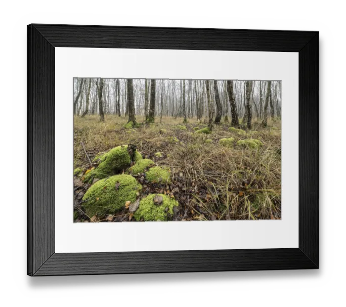 Framed Print : Fog in birch quarry forest (Betula pendula)
