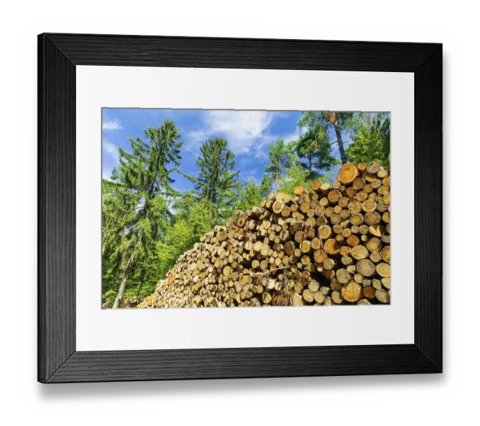 Framed Print : Woodpile in the forest, Saxon Switzerland