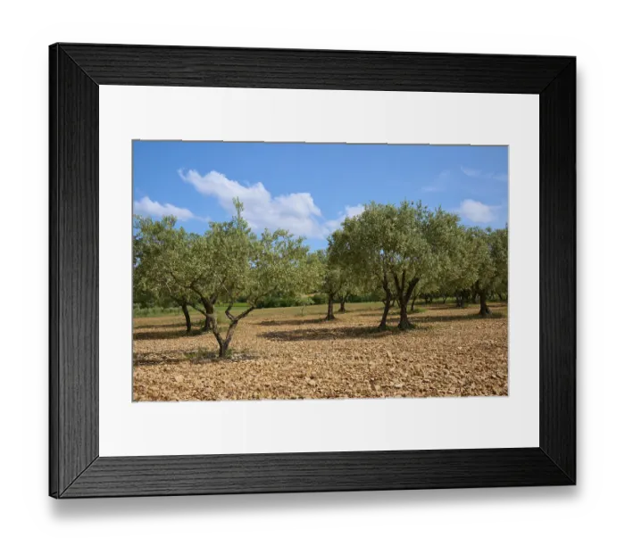 Framed Print : Olive grove (Olea europaea), in summer Framed Print : Olive grove (Olea europaea), in summer
