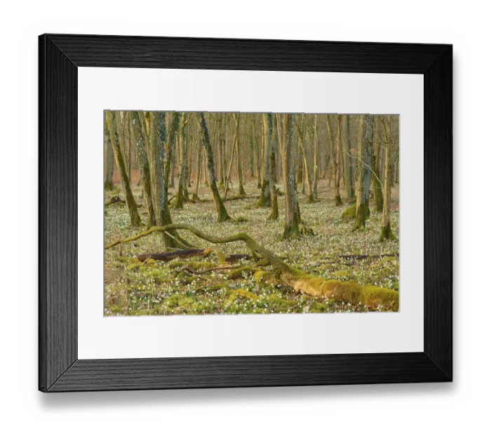 Framed Print : A peaceful forest with moss-covered trees and blooming spring snowflakes (Leucojum vernum)