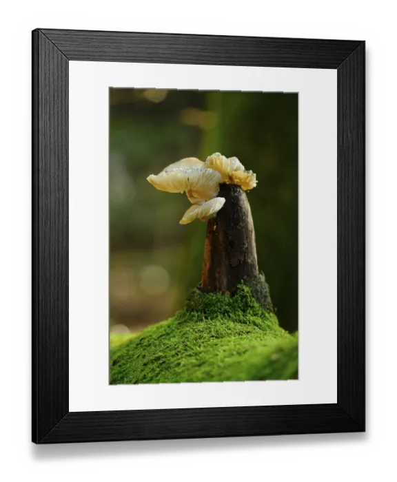 Framed Print : Mushrooms protruding from a mossy tree trunk Framed Print : Mushrooms protruding from a mossy tree trunk